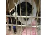 Adopt Rylee a Dachshund