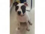 Adopt Lily a Pit Bull Terrier
