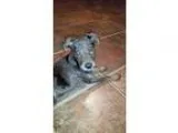 Adopt Quila a Pit Bull Terrier German Shepherd Dog