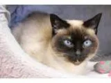 Adopt Dulceneeds foster home a Cream or Ivory Siamese (short coa