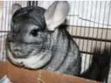 Adopt Rae a Chinchilla