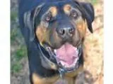 Adopt Diesel a Black - with Tan Yellow or Fawn Rottweiler  Retri