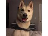 Adopt Rilee a Siberian Husky