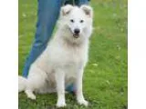 Adopt Rio a White Great Pyrenees  Samoyed  Mixed dog in New Mart