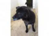 Adopt Hope - Kennel - in boarding at vet (avail -) a Spit