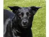 Adopt Joan a Black Labrador Retriever  Mixed dog in Wichita KS (
