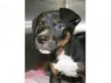 Adopt Islamorada a Pit Bull Terrier Mixed dog in Irving TX (