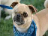 Adopt SIMON a Pug Mixed dog in Phoenix AZ ()