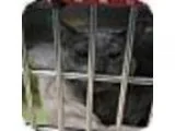 Adopt Scotty - PolydactylBobcat a Domestic Short Hair