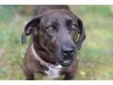 Adopt CARIBOU a Basset Hound  Mixed dog in Franklin TN (15444629