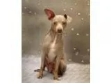 Adopt Camille a Miniature Pinscher
