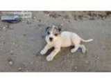 Bulldogge mixed puppies