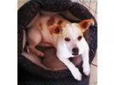 Adopt JACKIE BOY - Loves laps a White - with Tan Yellow or Fawn 