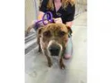 Adopt Mandu a Brindle - with White Pit Bull Terrier  Mixed dog i