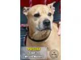 Adopt 26 Porscha a Boxer