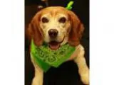 Adopt Ollie a Tricolor (TanBrown and Black and White) Beagle  Mi