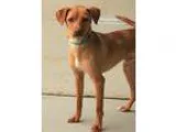 Adopt Miller a BrownChocolate - with White Miniature Pinscher  M