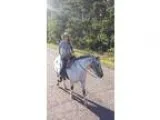 Grade Appaloosa Paint Pony Cross Mare