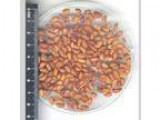 Voacanga africana seeds available.