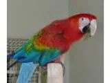 Healthy and Active Scarlet Macaw Birds