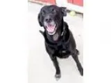 Adopt Presley a Labrador Retriever