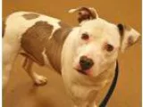 Adopt Star Boston puppy a Boston Terrier