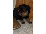 Rottweilers Puppies for sale500