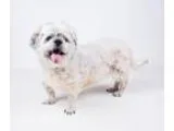 Adopt Poochie a GrayBlueSilverSal t and Pepper Miniature Poodle 