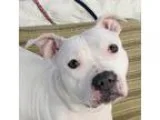 Adopt Dove a Pit Bull Terrier Boxer