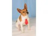Adopt Domino a Jack Russell Terrier Fox Terrier