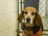 Adopt Twister a Beagle