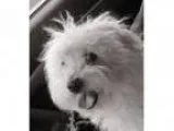 Adopt Kasper a White Bichon Frise Poodle (Miniature) Mixed dog