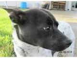 Adopt Mercury a White - with Black Jack Russell Terrier  Mixed d