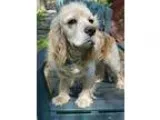 Adopt Fiero a TanYellowFawn Cocker Spaniel  Mixed dog in Memphis