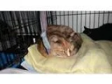 Adopt Missy Love a Domestic Shorthair  Mixed (short coat) cat in