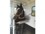Ten Year Old Thoroughbred Mare