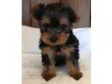 Newsf Teacup Yorkie Puppies For Pet Lovers