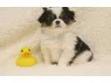 Japanese Chin Puppies for sale500