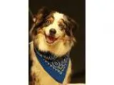 Adopt Tobias a Merle Anatolian Shepherd  Mixed dog in Twin Falls