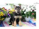 Dart - German Shepherd Male