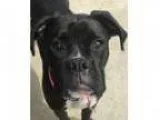 Adopt Willow a Black - with White Boxer Mixed dog in Pontiac MI