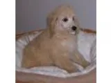 Adopt Dandi a RedGoldenOrangeCh estnut - with Black Poodle (Stan