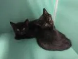 Adopt Geoffrey a All Black Domestic Shorthair (short coat) cat i