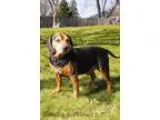 Adopt Duke a Beagle  Mixed dog in Romeoville IL (14966443)