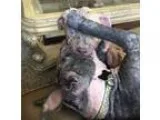 Adopt Kansas a Boxer Boston Terrier