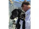 Adopt Arwen a Black - with White Labrador Retriever  Mixed dog i