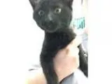 Adopt Ginny a All Black Domestic Shorthair (short coat) cat in T