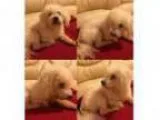 Adopt Cloud a Poodle