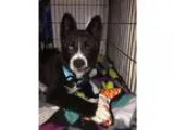 Champ - Male Labrador Retriever Mix