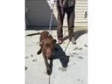 Adopt Brinks a BrownChocolate Labrador Retriever  Mixed dog in T
